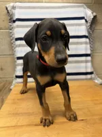 Julian, a male Doberman Pinscher for sale in Joplin, MO – 3 of 10