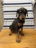 Julian, a male Doberman Pinscher for sale in Joplin, MO – 5 of 10