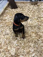 Mayday, a female Doberman Pinscher for sale in Joplin, MO – 2 of 10