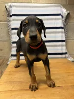 Julian, a male Doberman Pinscher for sale in Joplin, MO – 2 of 10
