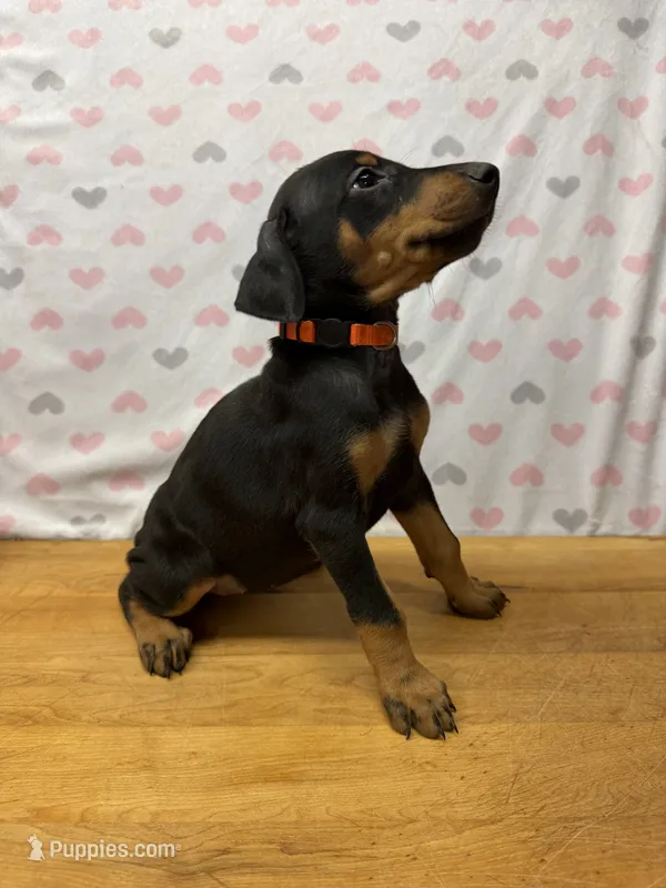 Orange – Doberman Pinscher puppy for sale in Joplin, MO