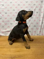 Mayday, a female Doberman Pinscher for sale in Joplin, MO – 1 of 10