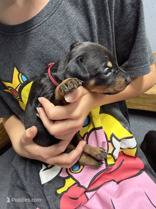 Maroon – Doberman Pinscher puppy for sale in Joplin, MO