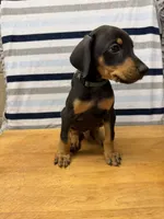 Liam, a male Doberman Pinscher for sale in Joplin, MO – 1 of 10