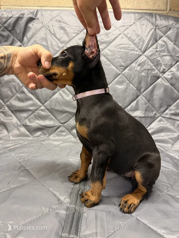 Ivy - EARS CROPPED – Doberman Pinscher puppy for sale in Joplin, MO