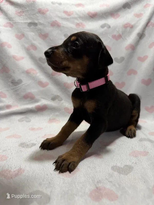 Light Pink – Doberman Pinscher puppy for sale in Joplin, MO