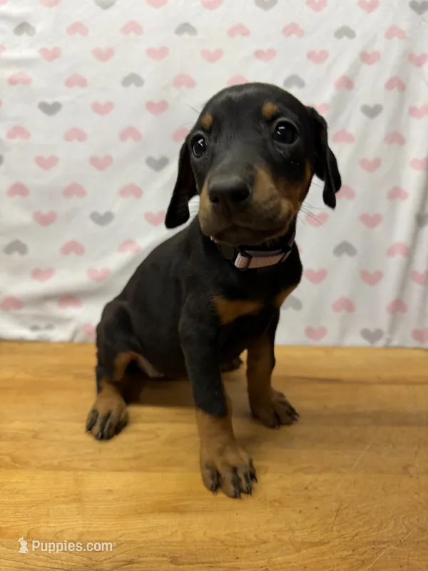 Light Purple – Doberman Pinscher puppy for sale in Joplin, MO