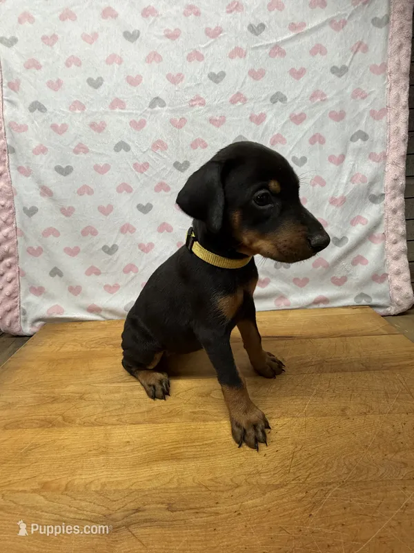 Yellow – Doberman Pinscher puppy for sale in Joplin, MO