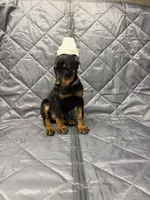 Ivy - EARS CROPPED, a female Doberman Pinscher for sale in Joplin, MO – 4 of 10
