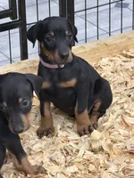 Ivy, a female Doberman Pinscher for sale in Joplin, MO – 2 of 10
