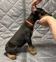 Mayday - EARS CROPPED - READY FOR HOME, a female Doberman Pinscher for sale in Joplin, MO – 2 of 8