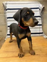 Julian, a male Doberman Pinscher for sale in Joplin, MO – 4 of 10