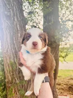 Light Blue Female, a female Australian Shepherd for sale in Yukon, OK – 1 of 3
