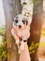 Dark Pink Female, a female Australian Shepherd for sale in Yukon, OK – 1 of 3