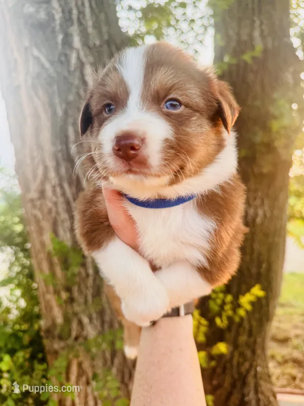Dark Blue Male – Australian Shepherd puppy for sale in Yukon, OK