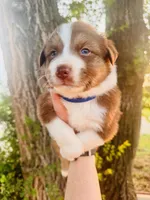 Dark Blue Male, a male Australian Shepherd for sale in Yukon, OK – 1 of 2
