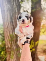 Dark Pink Female, a female Australian Shepherd for sale in Yukon, OK – 2 of 3