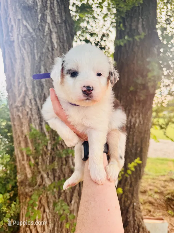 Purple Female – Australian Shepherd puppy for sale in Yukon, OK
