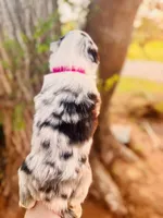 Dark Pink Female, a female Australian Shepherd for sale in Yukon, OK – 3 of 3