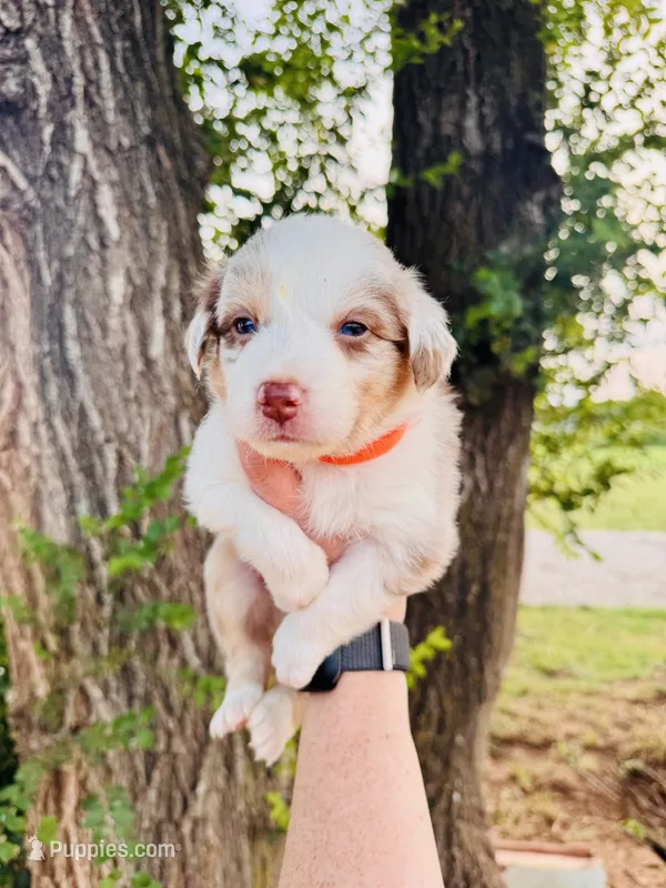 Orange Male, a male Australian Shepherd for sale in Yukon, OK – 1 of 3