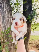 Orange Male, a male Australian Shepherd for sale in Yukon, OK – 1 of 3