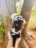Purple Female, a female Australian Shepherd for sale in Yukon, OK – 3 of 3