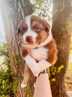 Dark Blue Male, a male Australian Shepherd for sale in Yukon, OK – 2 of 2