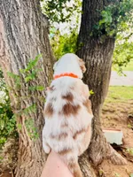 Orange Male, a male Australian Shepherd for sale in Yukon, OK – 2 of 3