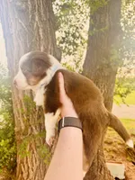 Light Blue Female, a female Australian Shepherd for sale in Yukon, OK – 2 of 3
