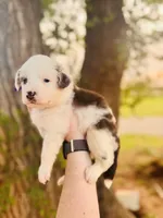Purple Female, a female Australian Shepherd for sale in Yukon, OK – 2 of 3