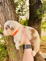 Orange Male, a male Australian Shepherd for sale in Yukon, OK – 3 of 3