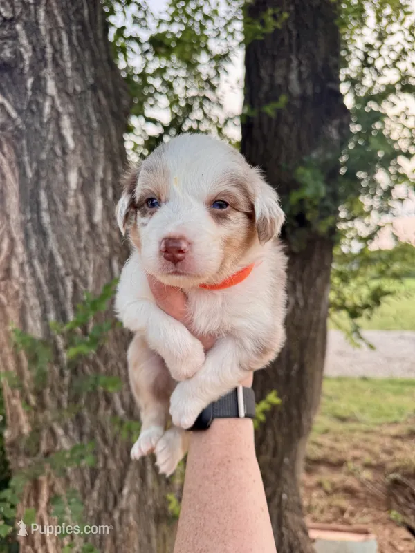 Orange Male – Australian Shepherd puppy for sale in Yukon, OK