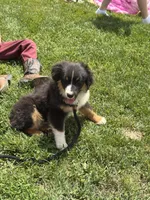 Poncho, a male Miniature American Shepherd for sale in Jonesborough, TN – 8 of 10