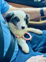 Stella Blue, a female Miniature American Shepherd for sale in Jonesborough, TN – 2 of 8