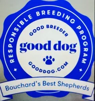 Poncho, a male Miniature American Shepherd for sale in Jonesborough, TN – 10 of 10