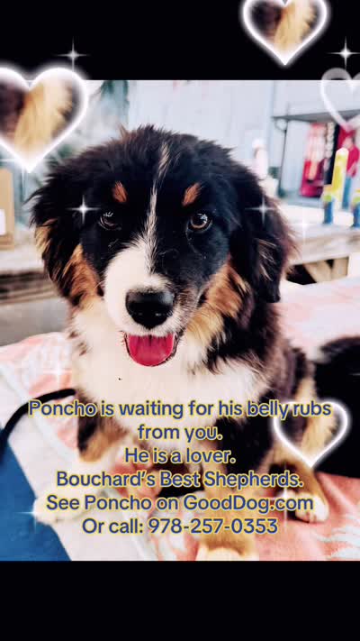 Poncho, a male Miniature American Shepherd for sale in Jonesborough, TN – 9 of 10