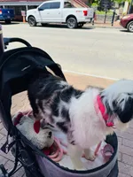 Stella Blue, a female Miniature American Shepherd for sale in Jonesborough, TN – 7 of 8