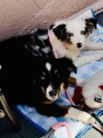 Stella Blue, a female Miniature American Shepherd for sale in Jonesborough, TN – 5 of 8