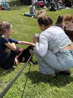 Poncho, a male Miniature American Shepherd for sale in Jonesborough, TN – 7 of 10