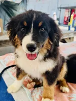 Poncho, a male Miniature American Shepherd for sale in Jonesborough, TN – 5 of 10