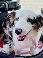 Stella Blue, a female Miniature American Shepherd for sale in Jonesborough, TN – 3 of 8