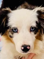 Stella Blue, a female Miniature American Shepherd for sale in Jonesborough, TN – 1 of 8
