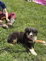 Poncho, a male Miniature American Shepherd for sale in Jonesborough, TN – 6 of 10