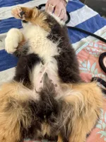 Poncho, a male Miniature American Shepherd for sale in Jonesborough, TN – 4 of 10