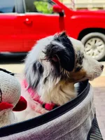 Stella Blue, a female Miniature American Shepherd for sale in Jonesborough, TN – 8 of 8