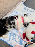 Stella Blue, a female Miniature American Shepherd for sale in Jonesborough, TN – 6 of 8