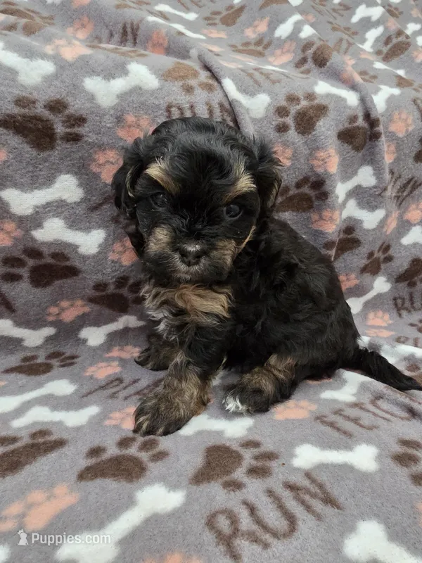 Tilly – Maltipoo puppy for sale in Grandville, MI