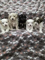 Tilly, a female Maltipoo for sale in Grandville, MI – Photo 5 of 6