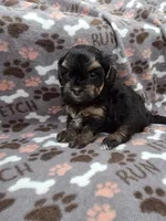 Tilly, a female Maltipoo for sale in Grandville, MI – Photo 6 of 6