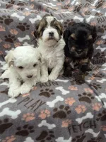 Tilly, a female Maltipoo for sale in Grandville, MI – Photo 3 of 6